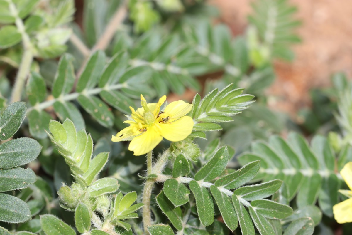 Tribulus terrestris L.